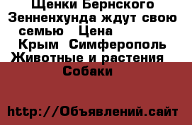 Щенки Бернского Зенненхунда ждут свою семью › Цена ­ 10 000 - Крым, Симферополь Животные и растения » Собаки   